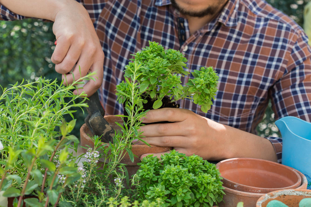 activity stimulating mental brain health gardening man planting growing local food spicy herbs urban garden eco friendly hobby leisure sustainable consumption concept